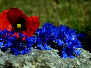 Flowers, cornflowers, red weed, bouquet