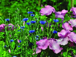 cornflowers, Lavatera Trimestris
