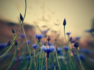 cornflowers