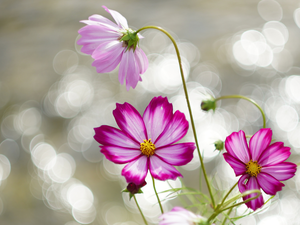 Blossoming, Three, Flowers, Cosmos