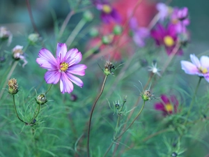 Colourfull Flowers, Pink, Cosmos