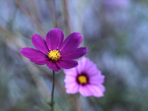 Colourfull Flowers, Violet, Cosmos