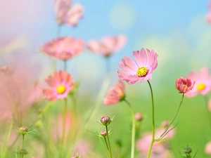 Flowers, Buds, blur, Cosmos