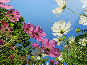 Cosmos, color, Flowers