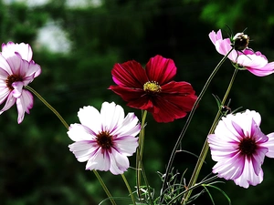 Cosmos, color, Flowers