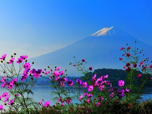 Cosmos, mountains, Flowers