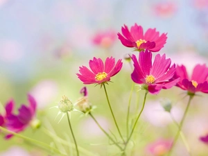 Cosmos, Pink, Flowers