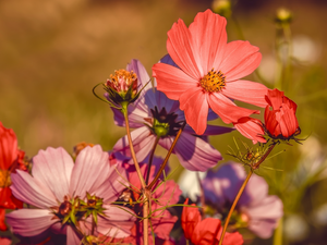 Cosmos, Red, Flowers