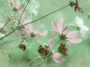 Green Background, Flowers, Cosmos