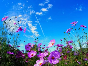 Laka, Flowers, Cosmos, Sky