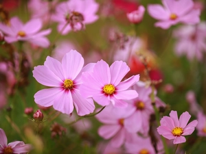 Pink, rapprochement, Flowers, Cosmos