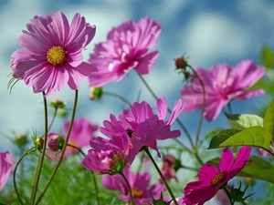 purple, Flowers, Cosmos, Wildflowers