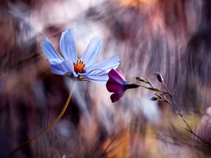 Close, Flowers, Cosmos, Two cars