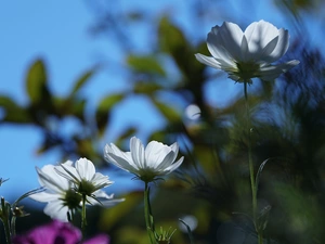 Cosmos, Flowers, White