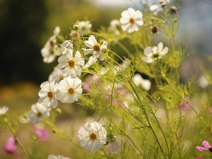 White, Flowers, garden, Cosmos