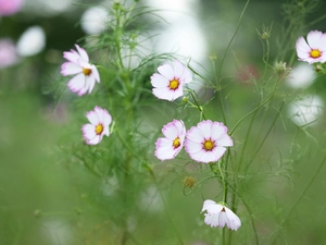 White and Pink, Cosmos