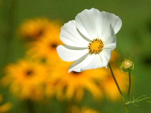 White, Cosmos