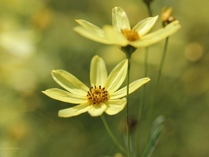 Yellow, flakes, Coreopsis Verticillata, Flowers