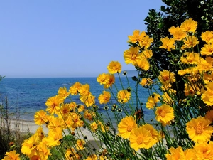 sea, Yellow Honda, Cosmos