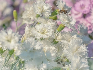 Flowers, Cottage Pink, wasp, White