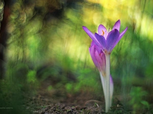 crocus, colchicum, Autumn