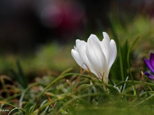 Colourfull Flowers, White, crocus