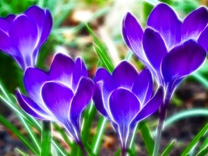 graphics, crocus