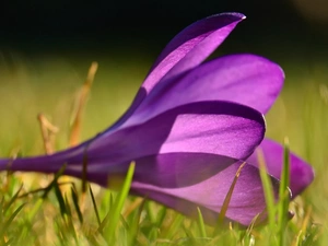 Violet, crocus