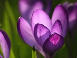 crocus, spring, Violet