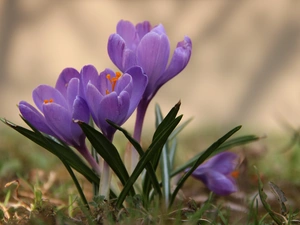 Violet, crocus