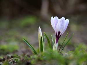 Spring, white Lilac, crocus