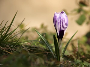 Spring, white Lilac, crocus