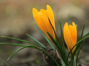 Yellow, crocus