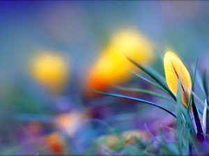 Yellow, crocus