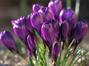 crocuses