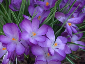 crocuses