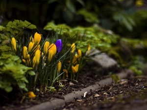 crocuses