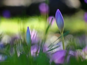 crocuses, colchicum, Autumn