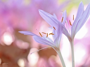 crocuses, colchicums, Autumn
