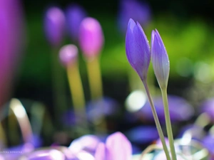 crocuses, colchicums, Autumn