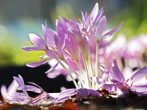 crocuses, colchicums, Autumn