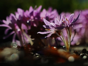 crocuses, colchicums, Autumn