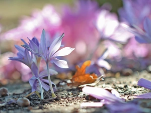 crocuses, colchicums, Autumn