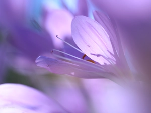 crocuses, colchicums, Autumn