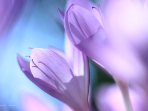 crocuses, colchicums, Autumn