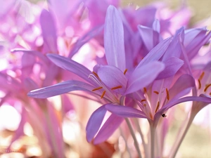 crocuses, colchicums, Autumn