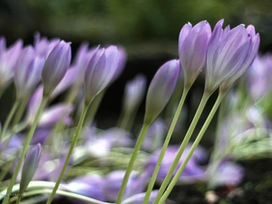 crocuses, colchicums, Autumn