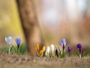 color, crocuses