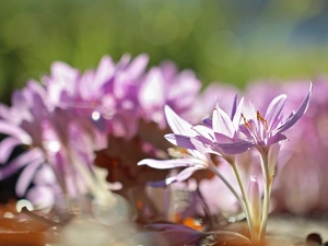 Autumn, crocuses, Pink, Flowers, colchicums