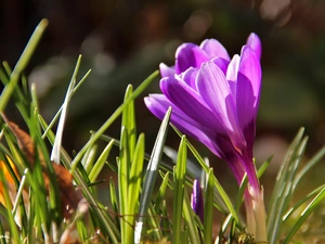 purple, crocuses